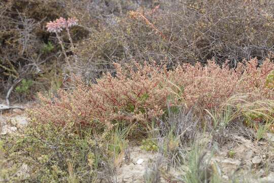 Image de Atriplex pacifica A. Nelson