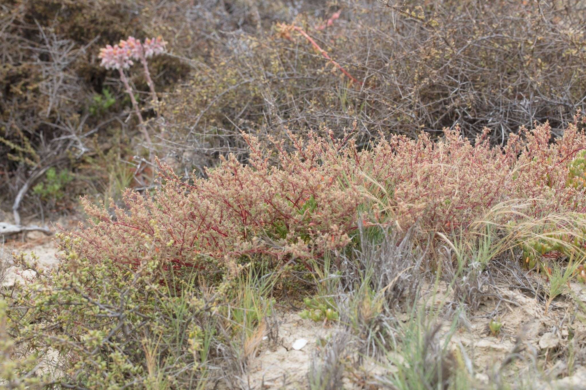 Image de Atriplex pacifica A. Nelson