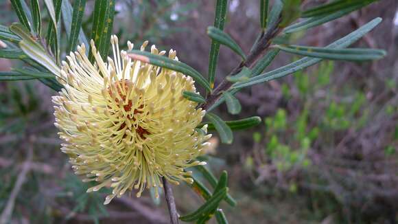 Image of silver banksia