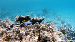 Image of Black-vent damsel