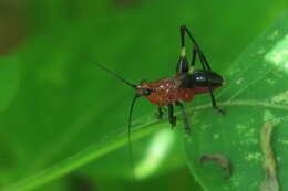 Image of Conocephalus (Anisoptera) melaenus (Haan 1843)