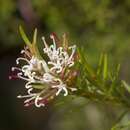 Image of Grevillea alpivaga Gand.