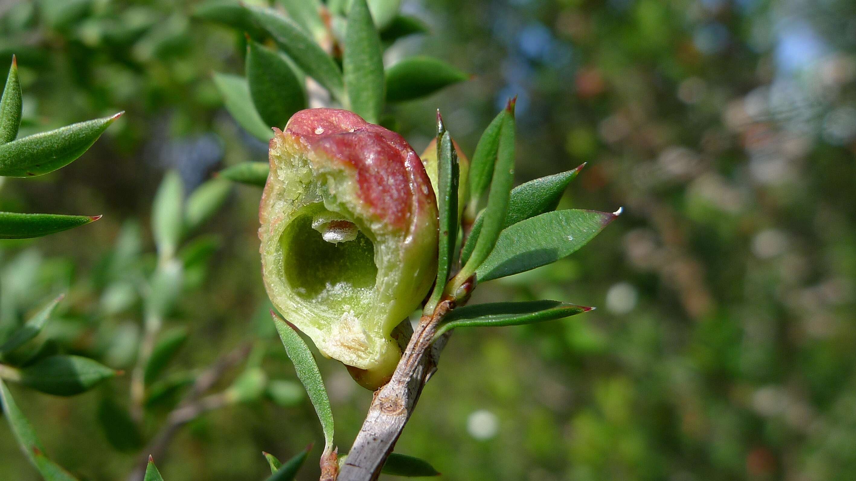 Image of Mānuka