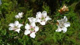 Sivun Leptospermum nitidum Hook. fil. kuva