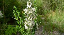 Image of Pink Swamp Heath