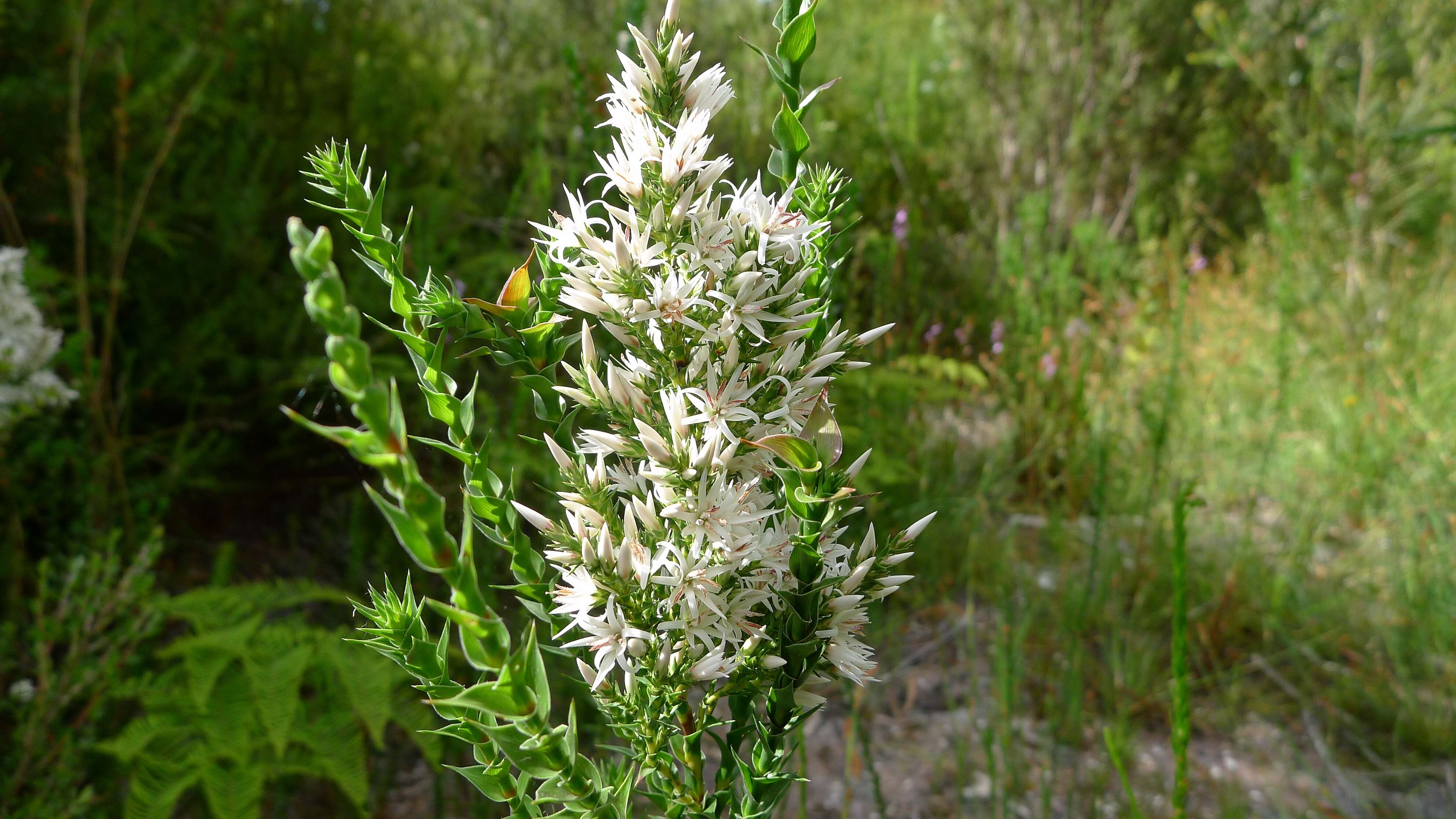 Image of Sprengelia incarnata Sm.