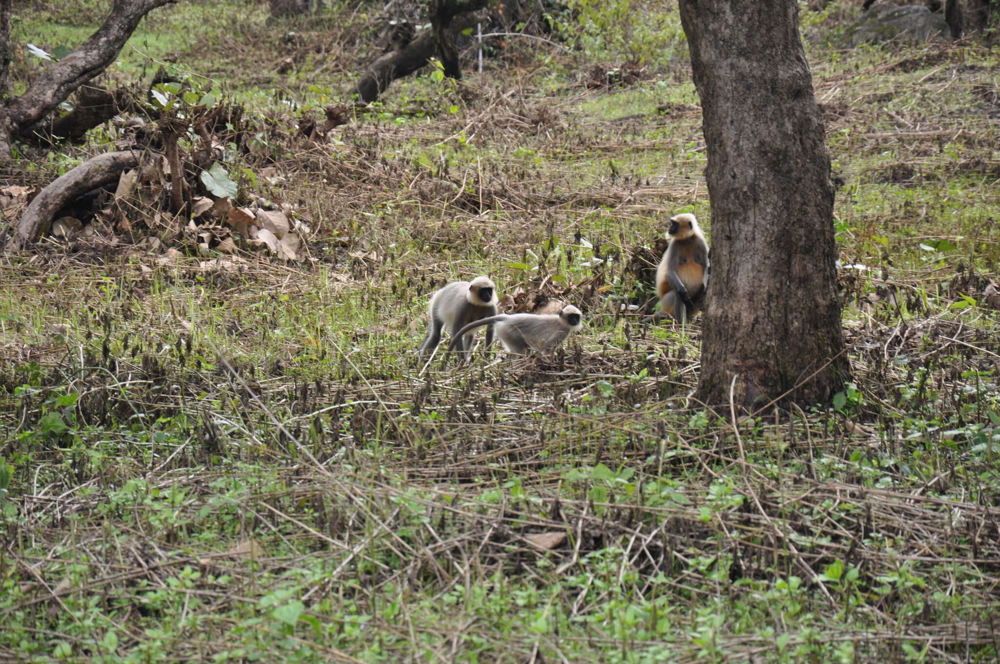 Image of Dussumier's Malabar Langur