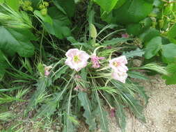 Plancia ëd Oenothera californica (S. Wats.) S. Wats.