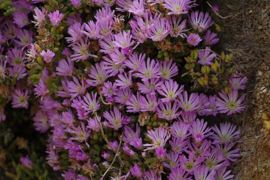 Image of showy dewflower