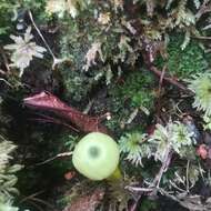 Imagem de Entoloma necopinatum E. Horak 1978