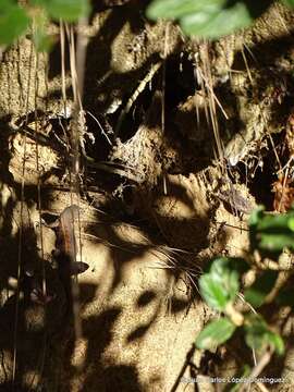 صورة Sceloporus aeneus Wiegmann 1828