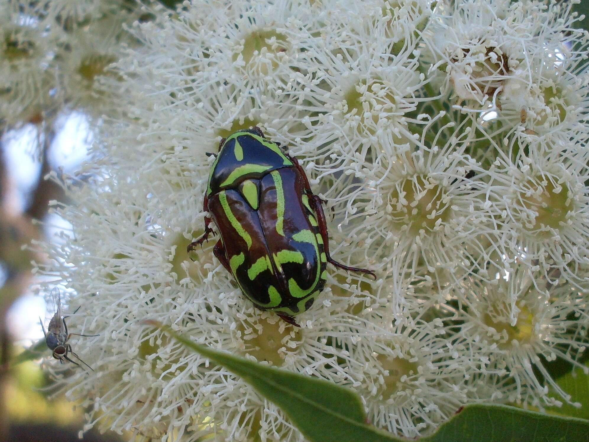 Eupoecila australasiae (Donovan 1805)的圖片