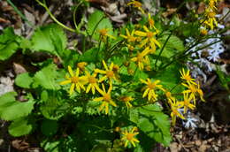 Image of roundleaf ragwort