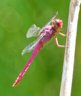 Image of Carmine Skimmer