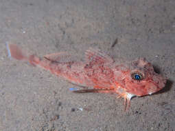 Image of Large scaled gurnard