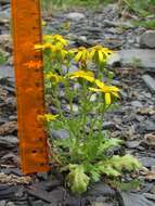 Plancia ëd Senecio leucanthemifolius subsp. caucasicus (DC.) Greuter