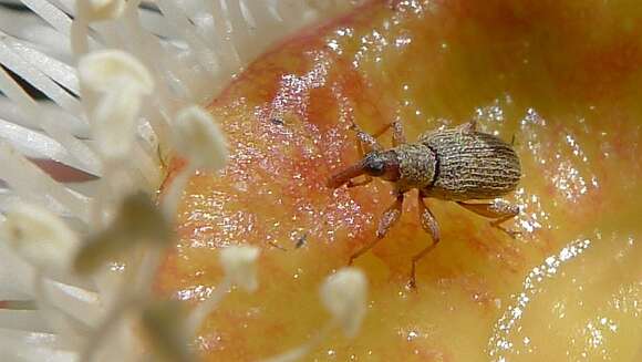 Image of Angophora hispida (Sm.) D. F. Blaxell