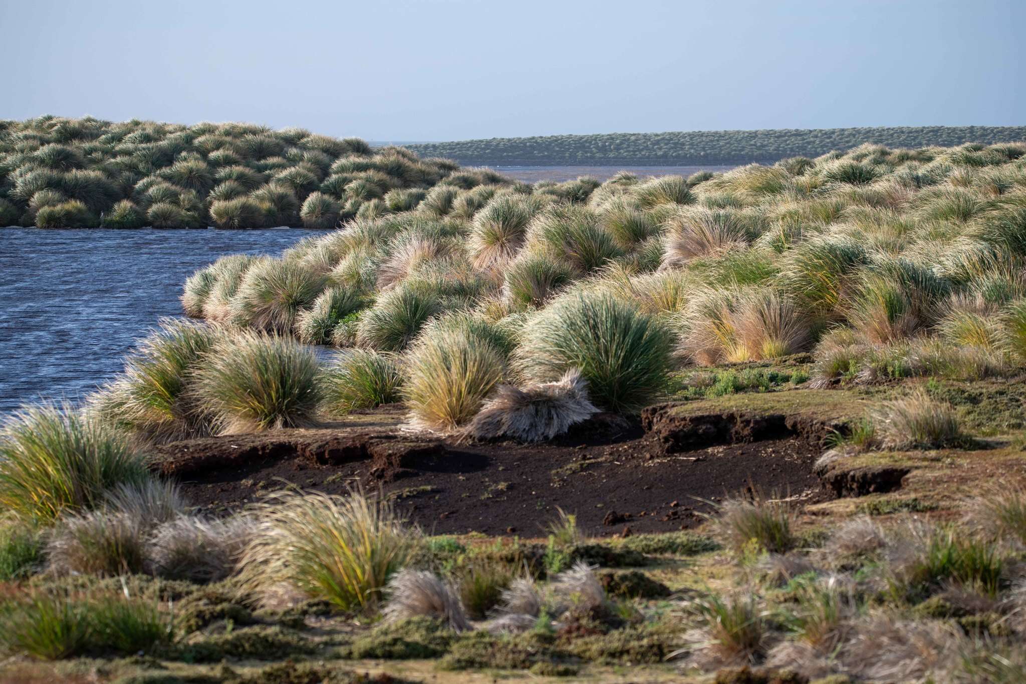 Image of tussock grass