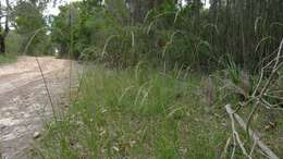 Image of Weeping Grass