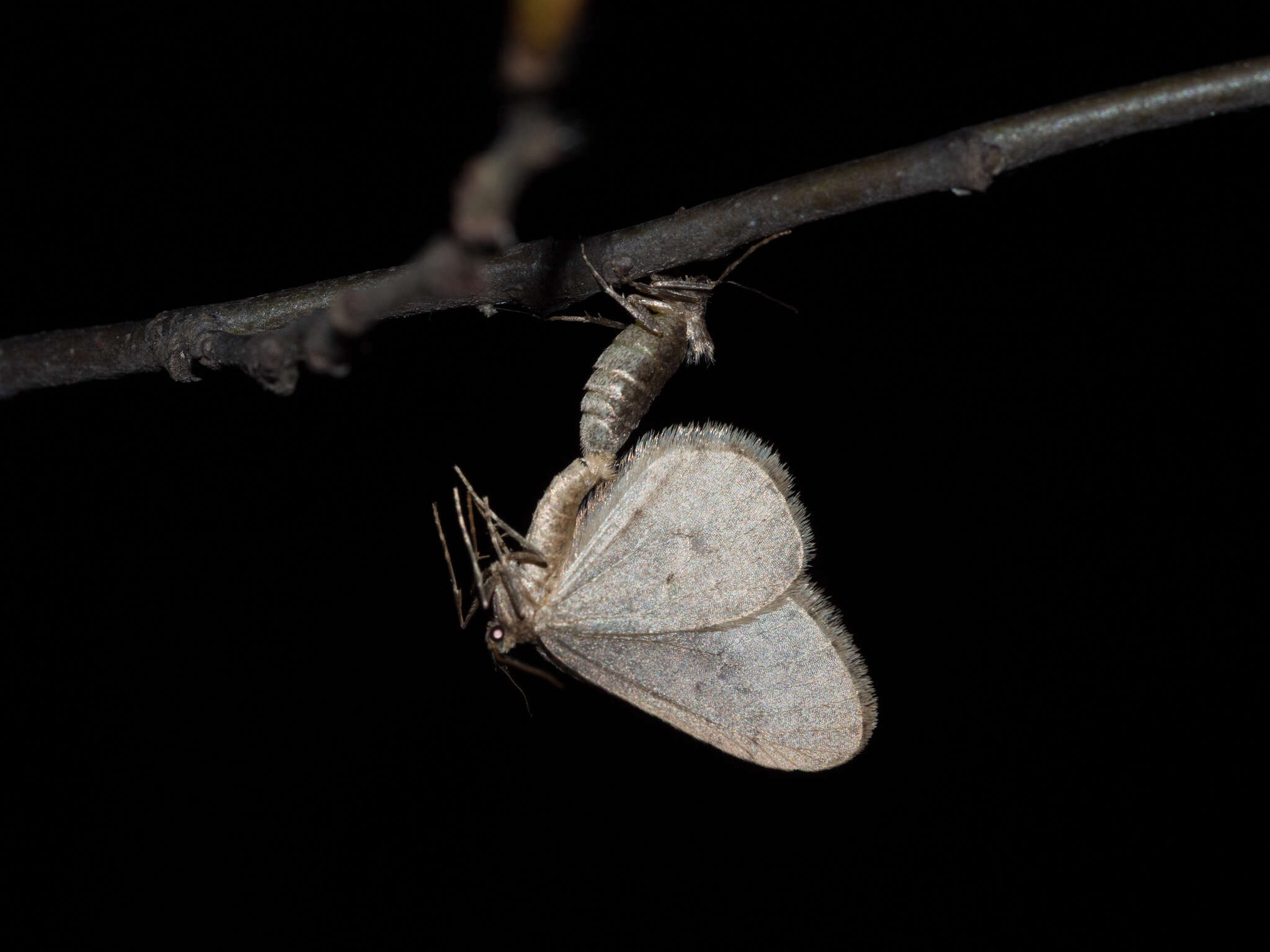 Image of winter moth