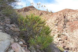 Plancia ëd Encelia stenophylla Greene