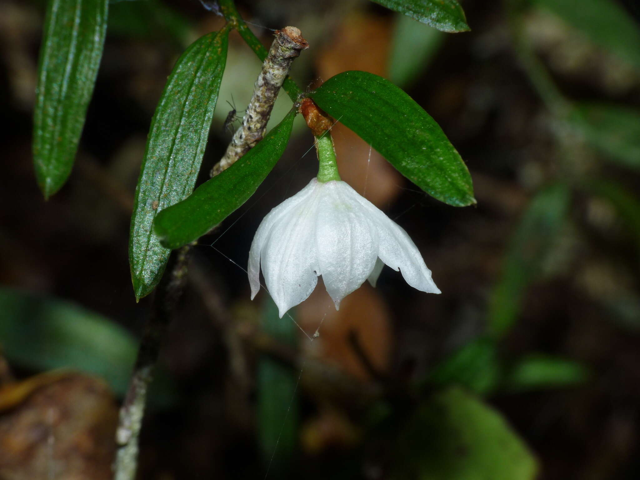 Image de Luzuriaga parviflora (Hook. fil.) Kunth