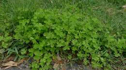 Image of creeping woodsorrel