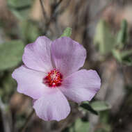 Imagem de Hibiscus denudatus Benth.