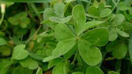 Image of creeping woodsorrel