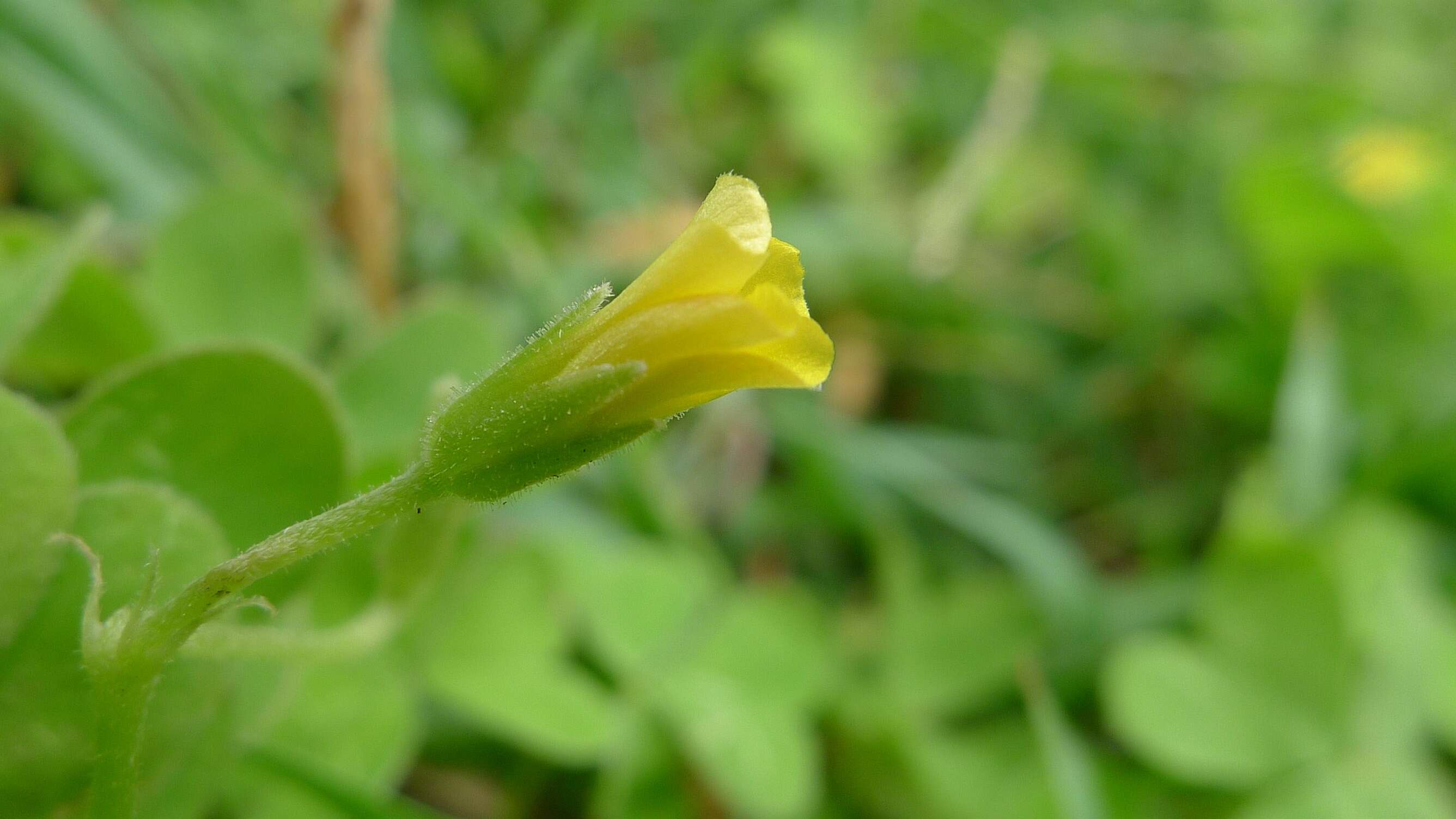 Image of creeping woodsorrel