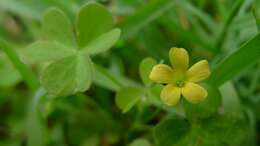 Image of creeping woodsorrel