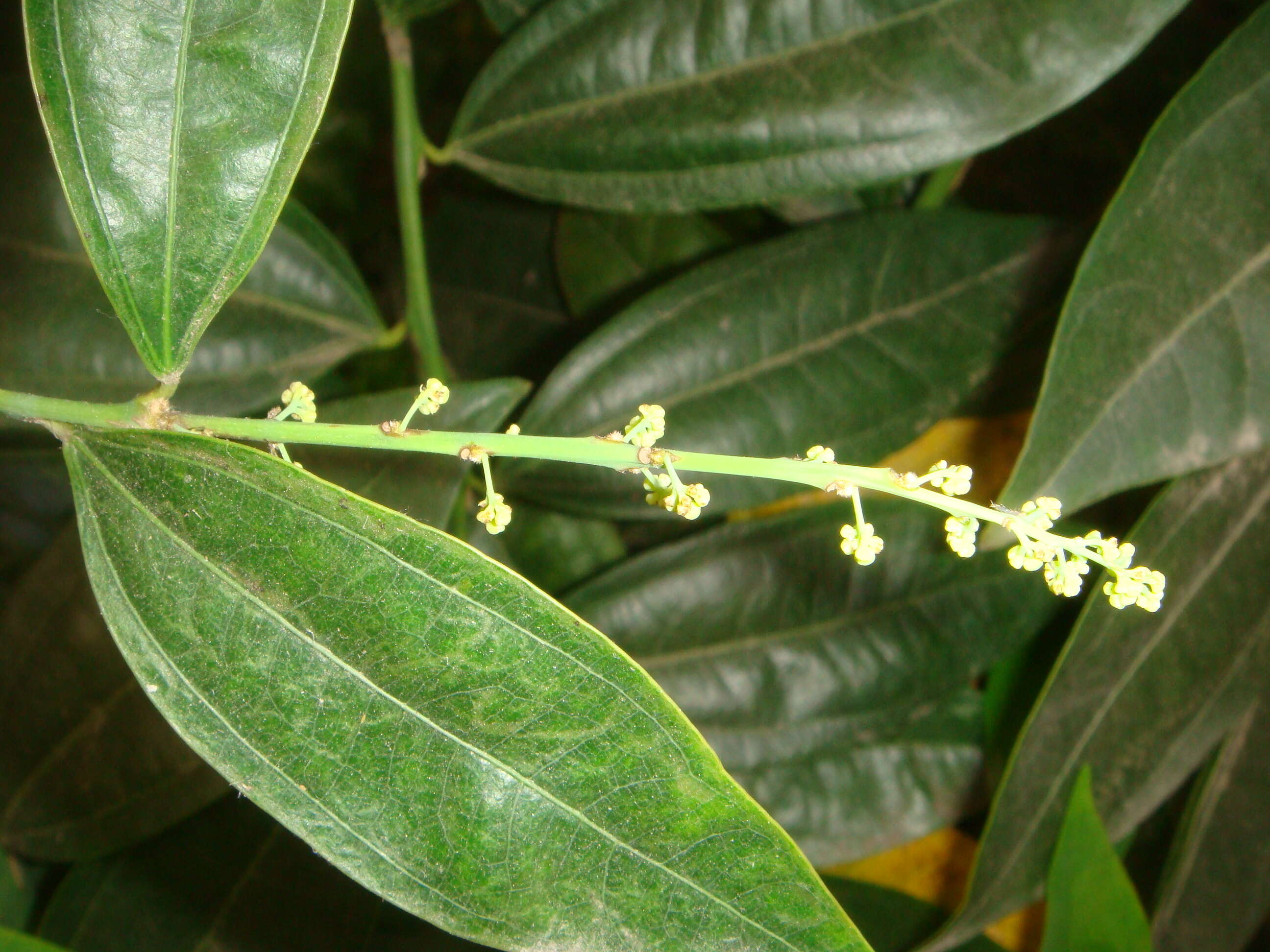 Image of laurel-leaf snailseed