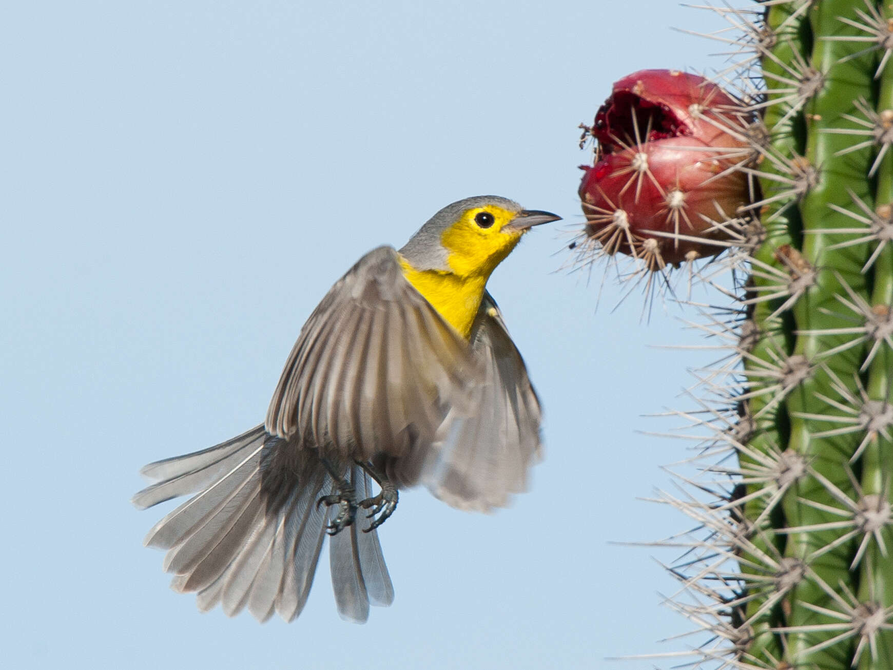 Image of Teretistridae