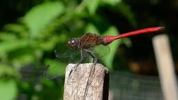 Слика од Orthetrum villosovittatum (Brauer 1868)