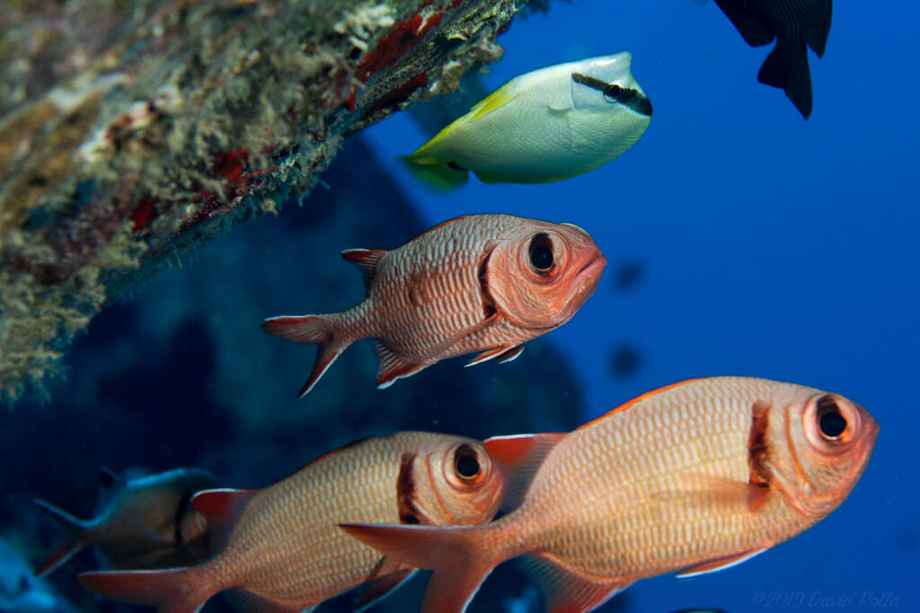 Image of Epaulette soldierfish