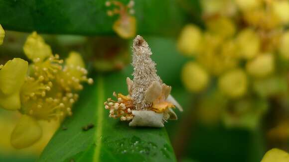 Tristaniopsis laurina (Sm.) P. G. Wilson & J. T. Waterhouse的圖片