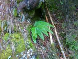 Imagem de Polystichum aculeatum (L.) Roth