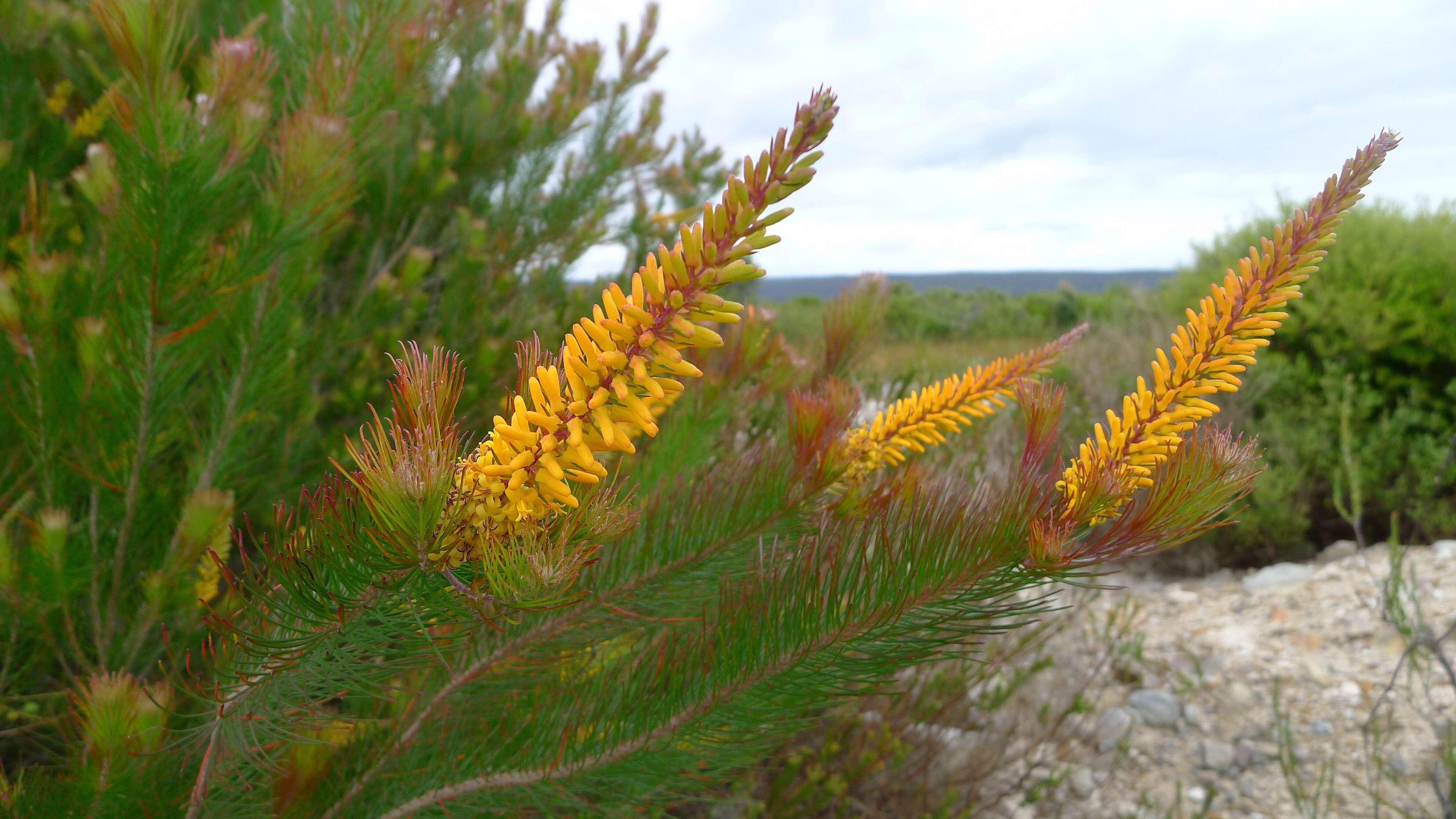 Image of Persoonia pinifolia R. Br.