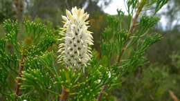 Image of Petrophile pulchella (Schrader & Wendl.) R. Br.