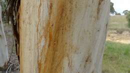 Image of snow gum