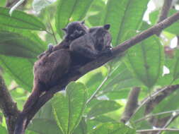 Image of brown-mantled tamarin