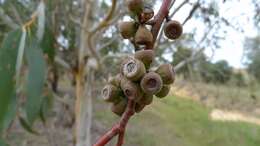 Image of snow gum