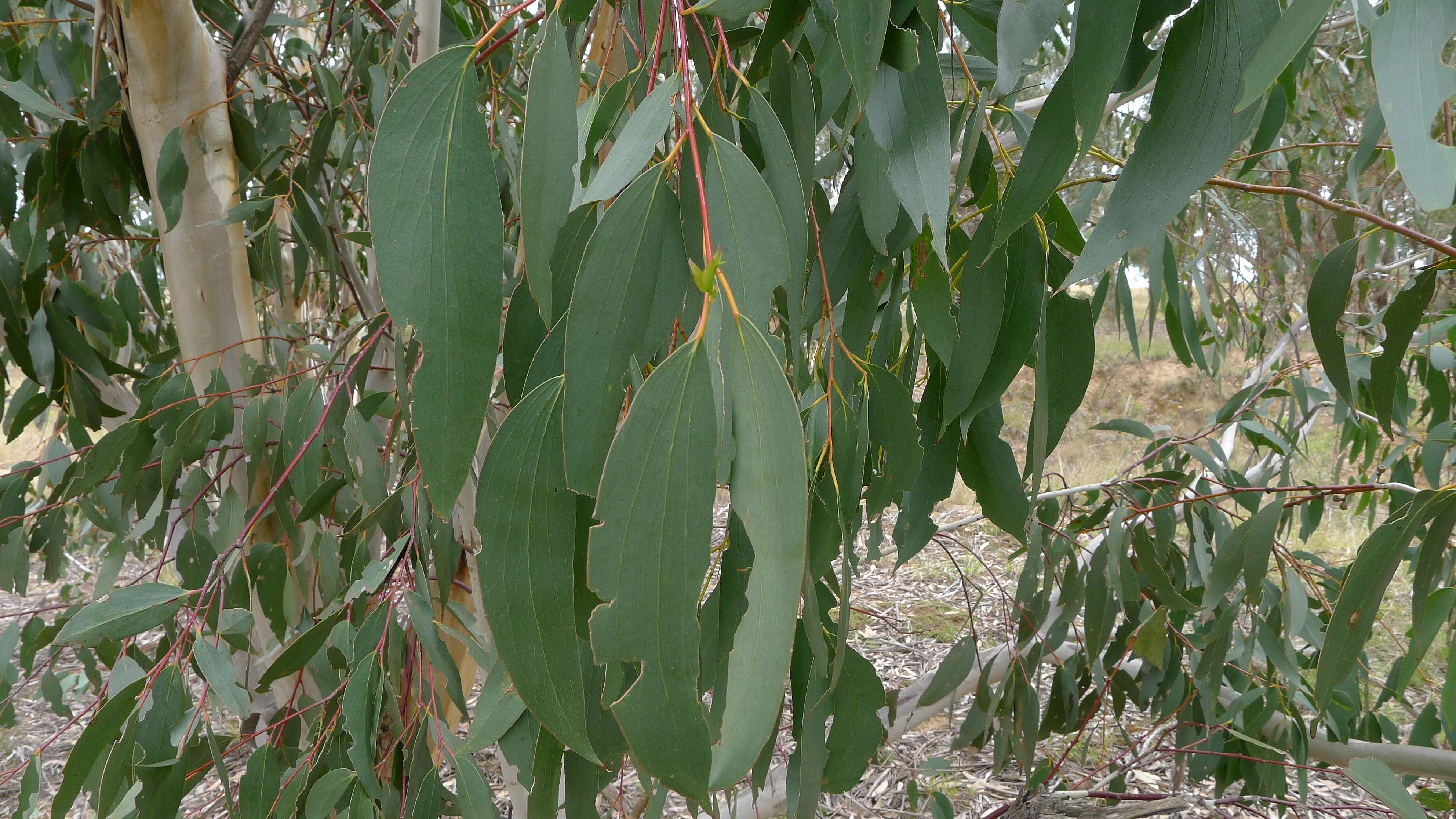 Image of snow gum