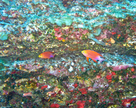 Pseudanthias hawaiiensis (Randall 1979) resmi