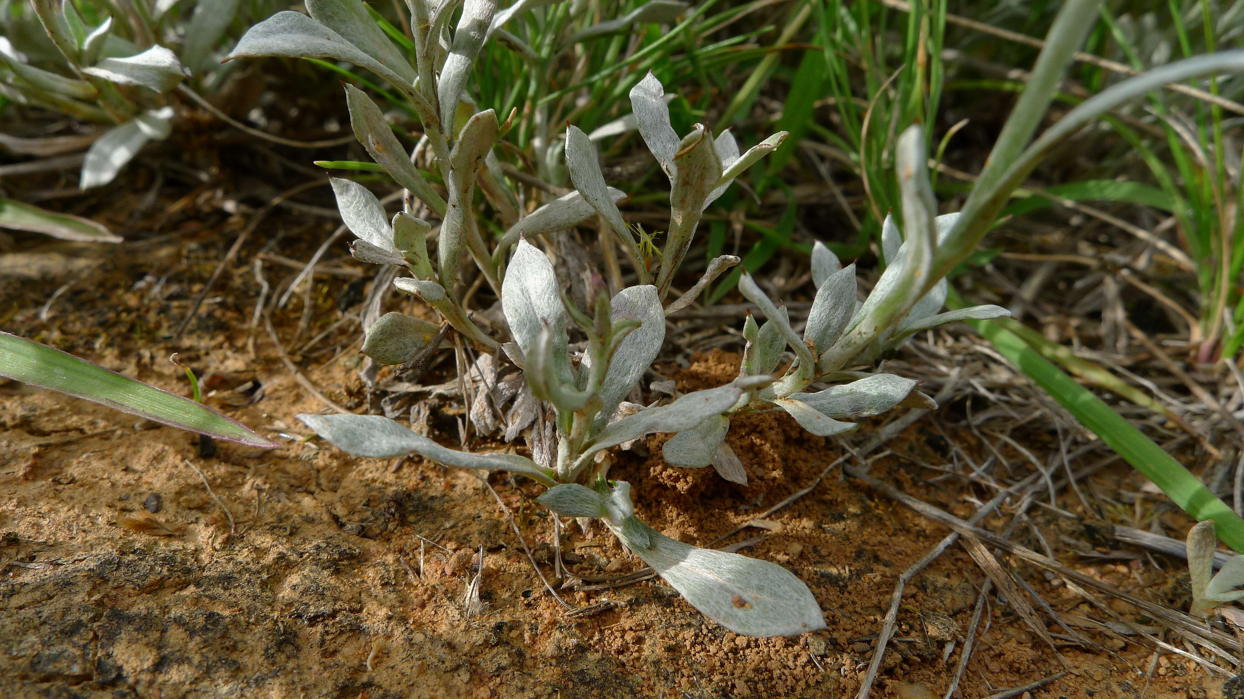 Image of Chrysocephalum apiculatum (Labill.) Steetz