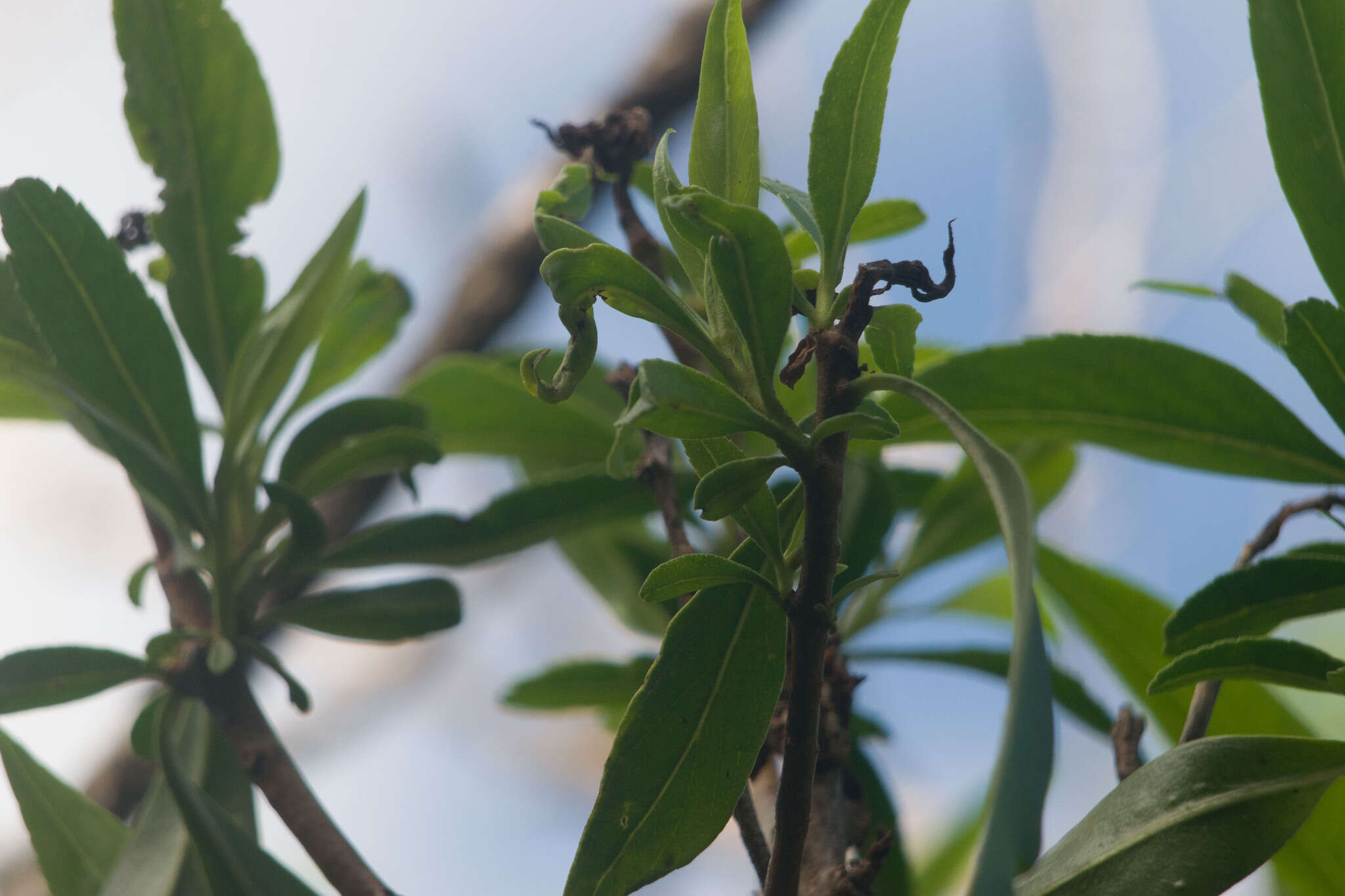 Image of Myoporum thrip