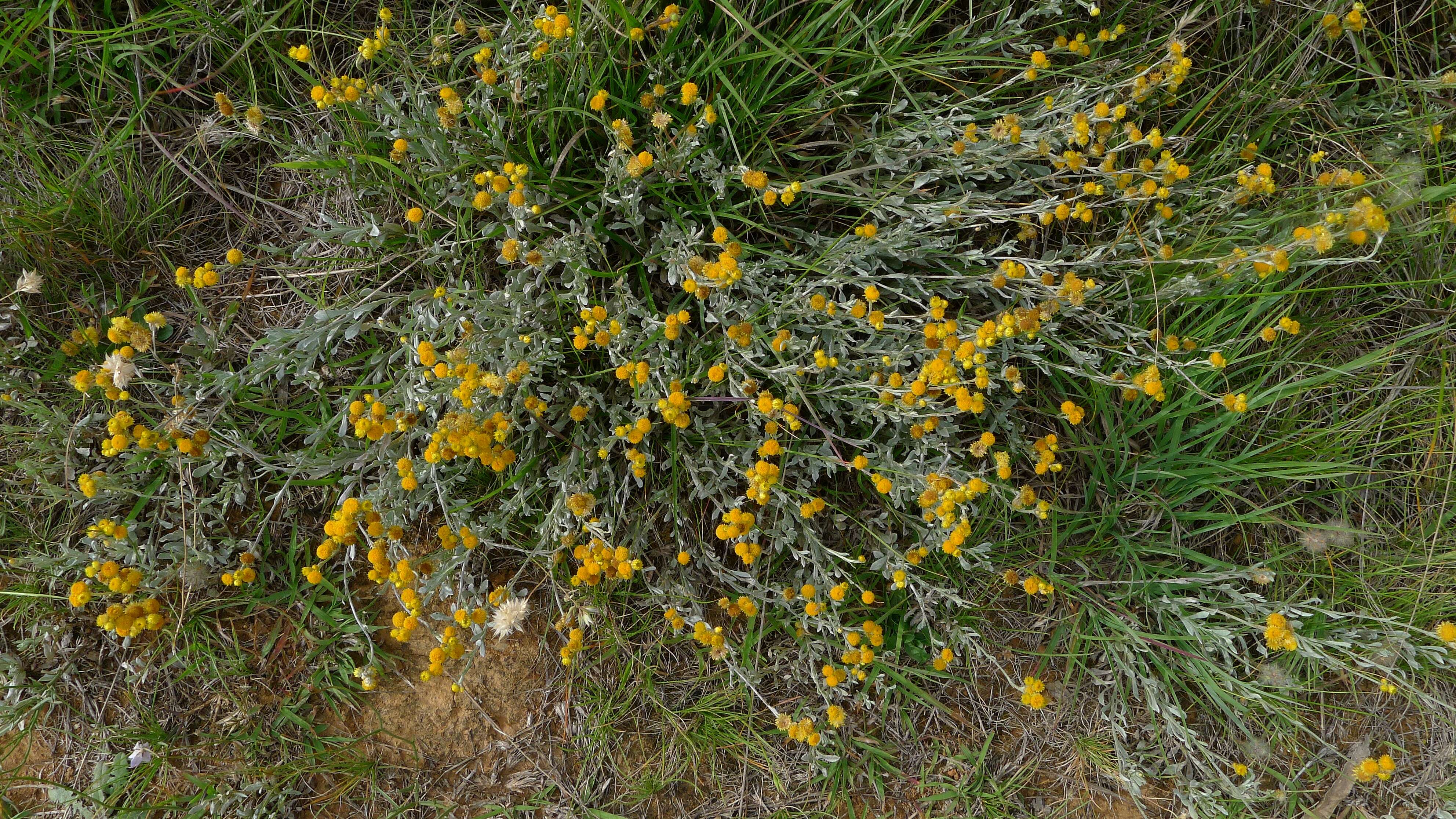 Image of Chrysocephalum apiculatum (Labill.) Steetz