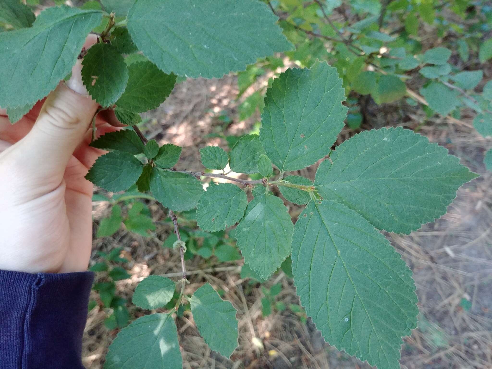 Sivun Prunus triloba Lindl. kuva