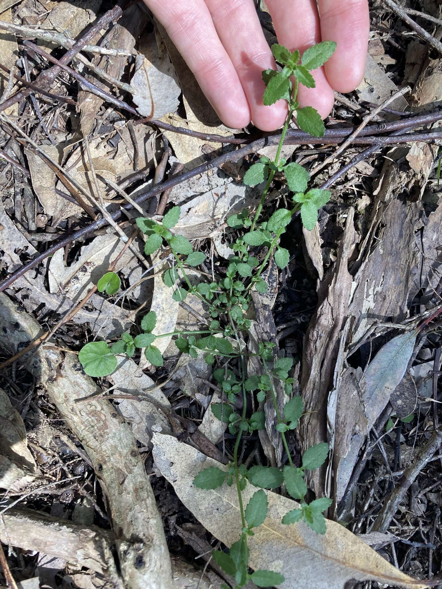 Image of Gonocarpus humilis Orchard