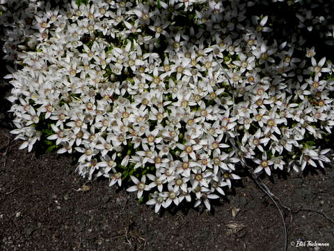 Image of Lysimachia alternifolia (Cav.)